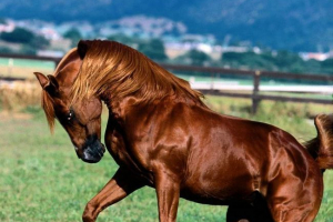 Порода: ахал -teke horse. Описание Порода: ахал -teke horse. Описание